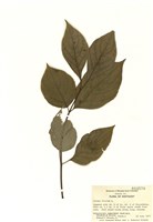 藏品(大花四照花)的圖片